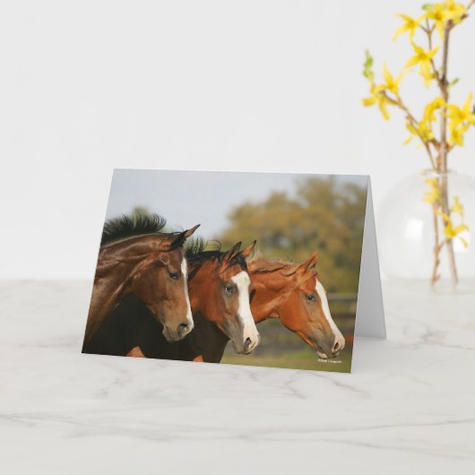 BT3 Quarter Pferde mit Headshots Karte (Gelbe Blume)