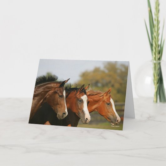 BT3 Quarter Pferde mit Headshots Karte (Vorderseite)