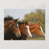 BT3 Quarter Pferde mit Headshots Postkarte (Vorderseite)
