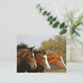 BT3 Quarter Pferde mit Headshots Postkarte (Stehend Vorderseite)