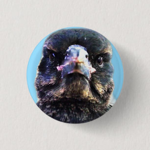 Bub die australische gerettete Magpie Button