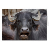 Bubalus bubalis (Vorderseite (Horizontal))