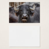 Bubalus bubalis (Vorne & Hinten)