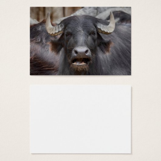 Bubalus bubalis (Vorne & Hinten)