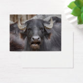 Bubalus bubalis (Schreibtisch)