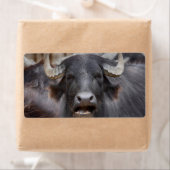 Bubalus bubalis (Insitu)