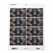 Bubalus bubalis (Vorne)