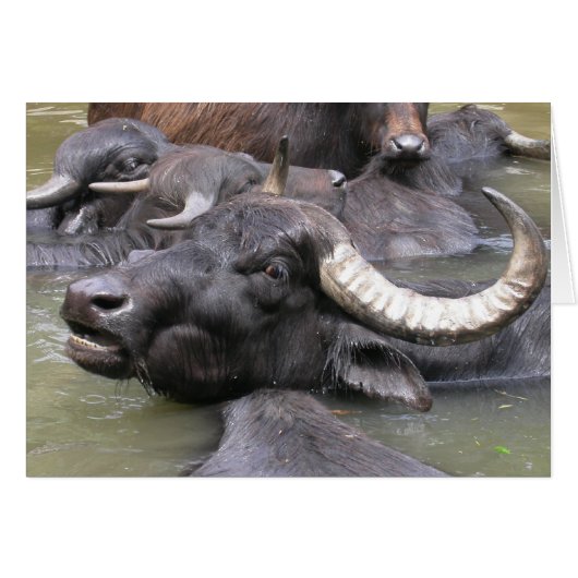 Bubalus bubalis (Vorderseite (Horizontal))