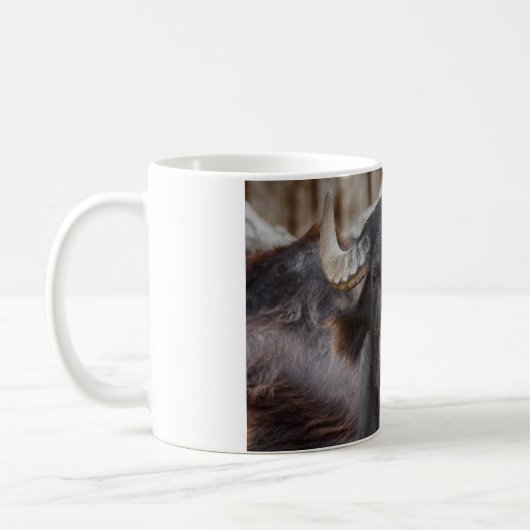 Bubalus bubalis kaffeetasse (Links)