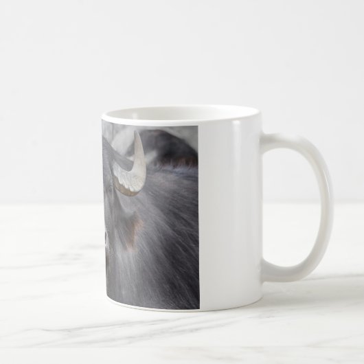 Bubalus bubalis kaffeetasse (Rechts)