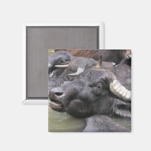 Bubalus bubalis magnet (Vorderseite/Rückseite)