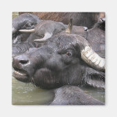 Bubalus bubalis magnet (Vorne)