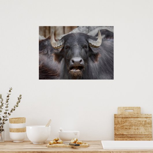 Bubalus bubalis poster (Küche)