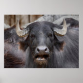 Bubalus bubalis poster (Vorne)
