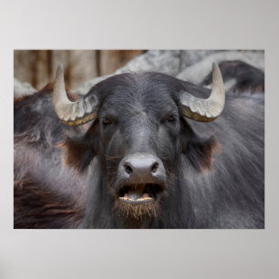 Bubalus bubalis poster