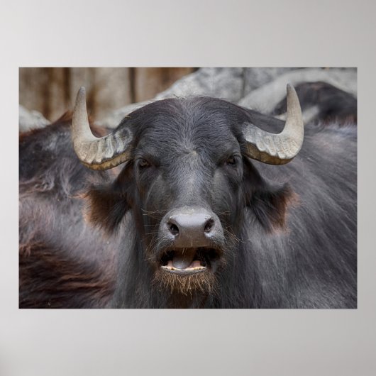 Bubalus bubalis poster (Vorne)