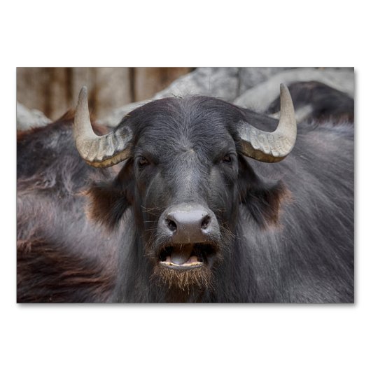 Bubalus bubalis tischnummer (Vorderseite)