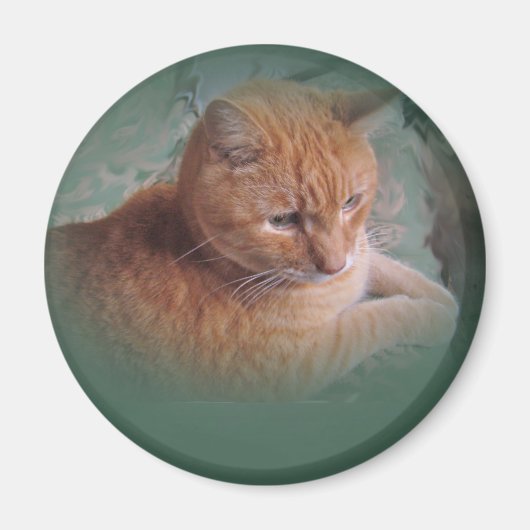 Bubba The Orange Tabby Tomcat Magnet (Vorne)