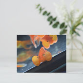 Bubble Eye Goldfish Postkarte (Stehend Vorderseite)