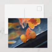 Bubble Eye Goldfish Postkarte (Vorne/Hinten)