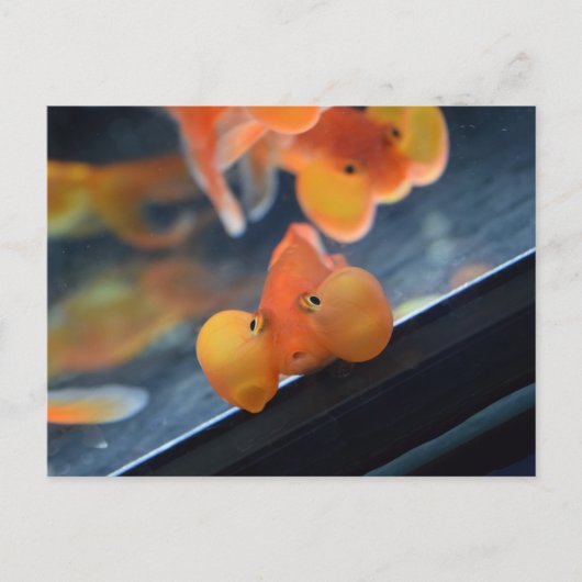 Bubble Eye Goldfish Postkarte (Vorderseite)