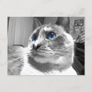 Bubble's mesmerisierende Blues Postkarte