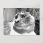 Bubble's mesmerisierende Blues Postkarte (Vorderseite)