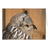 Bubo bubo sibiricus (Vorderseite (Horizontal))