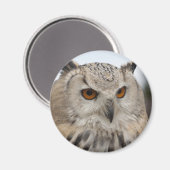 Bubo bubo sibiricus magnet (Vorderseite/Rückseite)