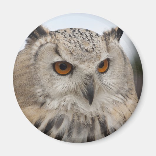 Bubo bubo sibiricus magnet (Vorne)