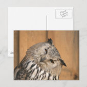 Bubo bubo sibiricus postkarte (Vorne/Hinten)