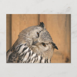 Bubo bubo sibiricus postkarte