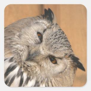 Bubo bubo sibiricus quadratischer aufkleber