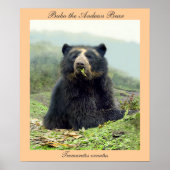 Bubu the Andean Bear at Yanahurco, Ecuador Poster (Vorne)
