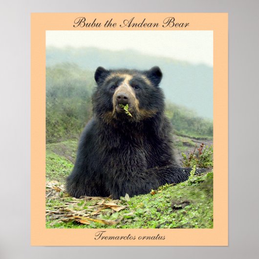 Bubu the Andean Bear at Yanahurco, Ecuador Poster (Vorne)