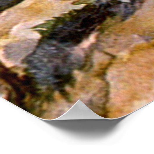 Buccaroos Poster (Ecke)