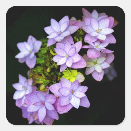 Buch über viele versteinerte violette Blumen Quadratischer Aufkleber (Vorderseite)
