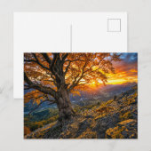 Buche am Hang mit Fuchs Postkarte (Vorne/Hinten)