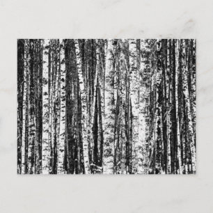 Buche, weiß und Holzkohle, grau/grau Postkarte