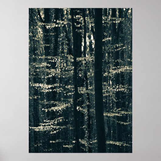 Buchenwald-Natur-Foto Poster (Vorne)