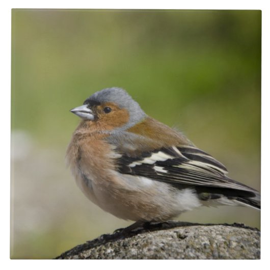 Buchfink-Männchen (WILD: Fringilla coelebs) Fliese (Vorderseite)