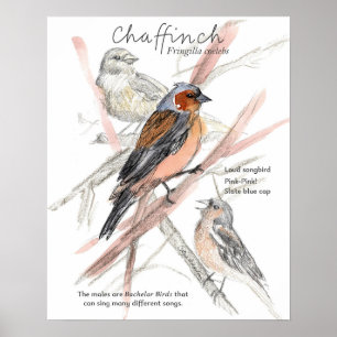 Buchfink Singvogel Blaue Kappe Baumzweige Poster