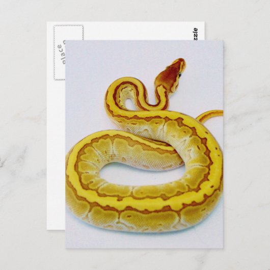 Buchstabe "S" Gelbe Ball Python Postkarte (Vorne/Hinten)
