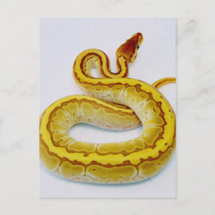 Buchstabe "S" Gelbe Ball Python Postkarte