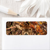 Bucht in Camouflage Weißer Schwanz Hirsch (Insitu)