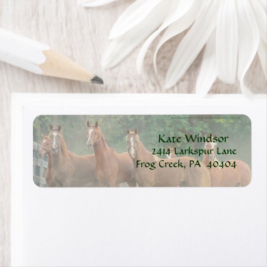 Bucht Kastanienbraun Pferde im Feld mit Bäumen (Insitu)