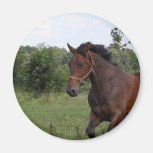 Bucht-Pferdemagnet Magnet