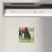 Bucht Pony, Pferd, Weidenmagnet Magnet (In Situ (Geschirrspüler))