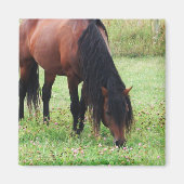 Bucht Pony, Pferd, Weidenmagnet Magnet (Vorne)