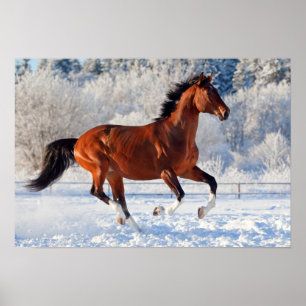 Bucht Trakehner Stallion Poster